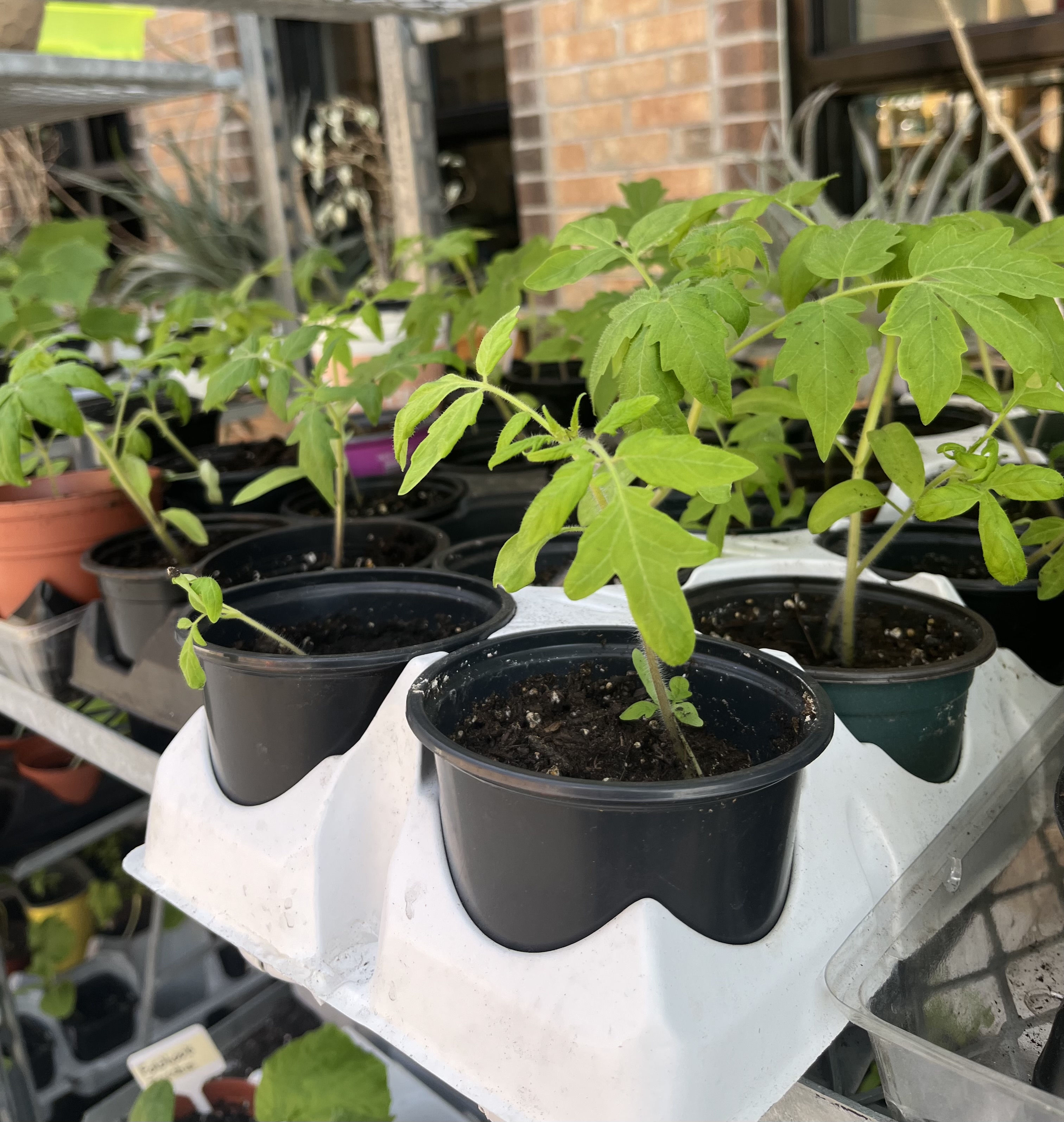 Plant Sale Pic